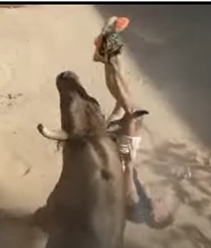 Fucked, Spaniard has his leg pierced by the bull