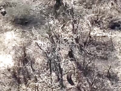 Dead Ukrops in Kleshcheevka Area 