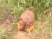 Dismembered female body discovered in forest