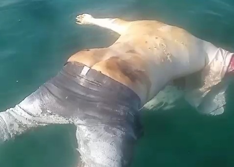 Dead rotten body stabbed and drowned 