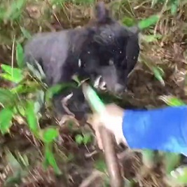 Man Films Himself Getting Attacked By Angry Bear