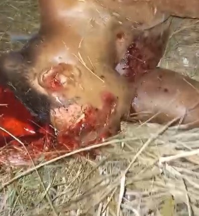 Brazilian biker died horribly after colliding with horse