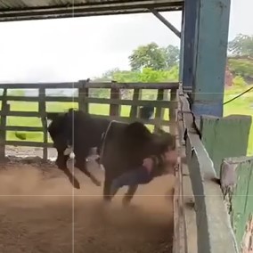 Brutal, amateur bullfighter was cruelly gored twice