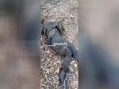 These Russians didn't want to surrender