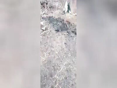 Ukrop Blasted into Halves 