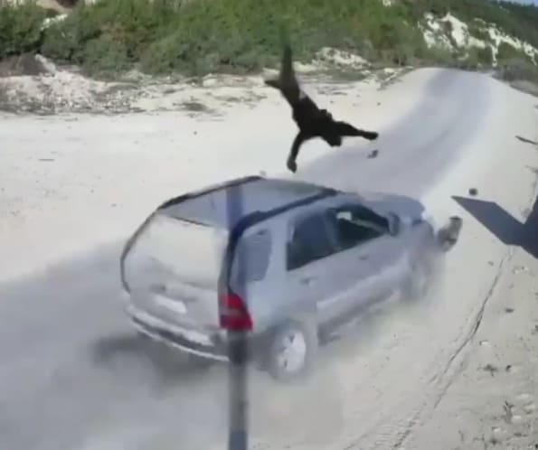 Best Ragdoll You'll See This Month