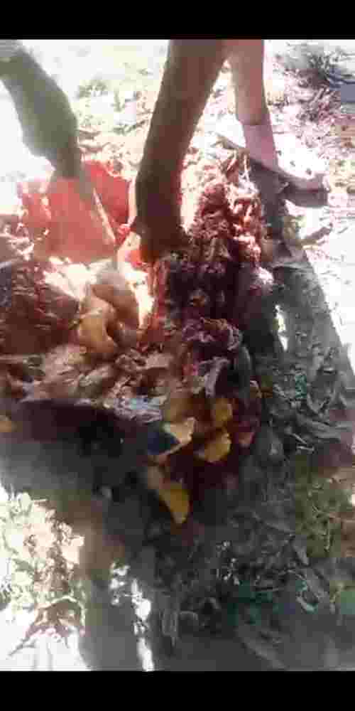 Holy Shit! They Chopped Him Unrecognizable 