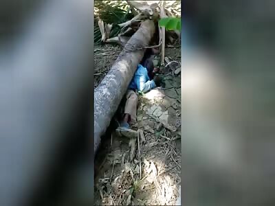 A bad day for  bravucon who is crushed by a big tree