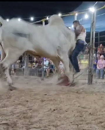 Never disturb this Brazilian bull