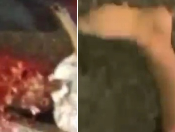 Deadly Head crash and another with decapitated leg after tractor crash