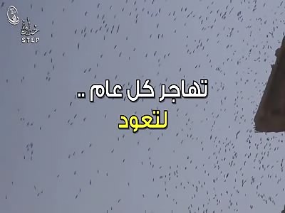 Where the Revolution Began: Daraya Surrenders After 4 Years of Siege by Assadists