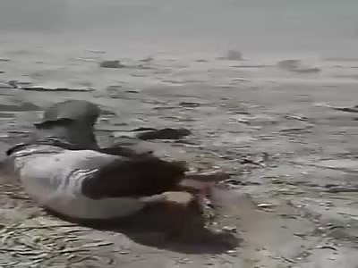 Putler and Assadist for Peace Nobel price 