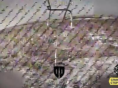 Russian opossums playing dead