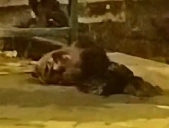 Decapitated head dumped in public park 