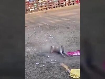 Bull Permanently Paralyzes Man