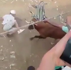 Bull Absolutely Destroys a Man! 