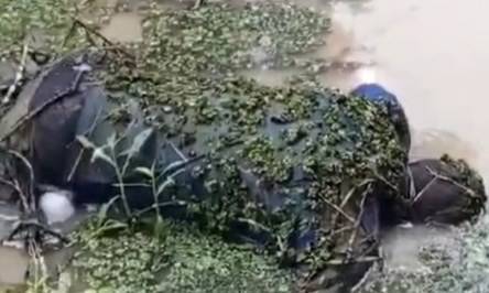 DROWNED MALE PERSON FLOATING IN RIVER 