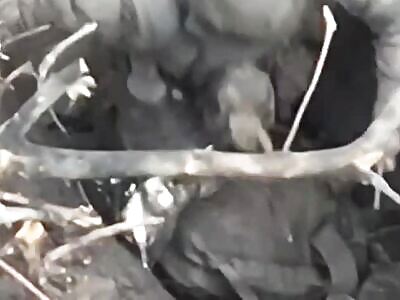 Kadyrov's fighter died like a Rat