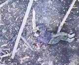 Painful Ending for the Russian Invader