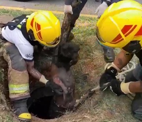 Cables thief burned to the crisp 