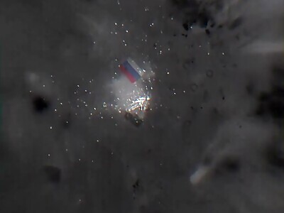 Russian cockroach blown to pieces 