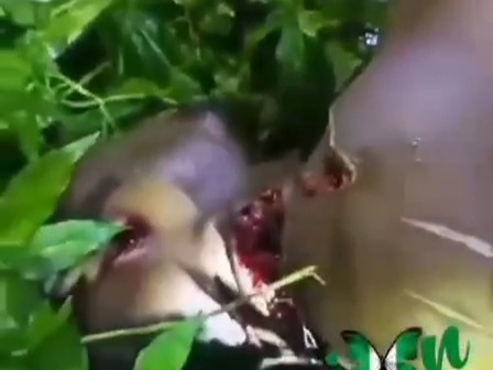 Gang member slaughtered by machete in forest