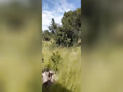 Elephant attacked American tourists, killing a woman