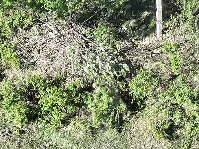 Russian Bush-Primate Gets Bloody Surprise by FPV