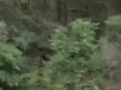 Family Walks Through Forest And Notices Creature