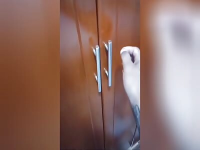 Something Lives In The Wardrobe