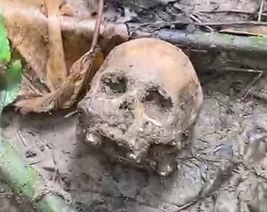 Human remains found in forest 