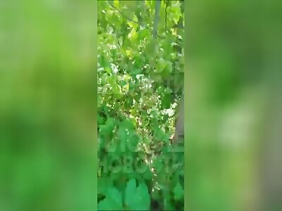 Farmer Finds Decapitated Russian Man + Head in Car