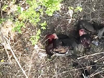 Abstract Art—Drone Reshapes Confused Zigger's Limbs