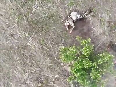 Behold The Glorious Russian Ragdoll