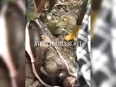 Woman Gets Eaten By Huge Snake (Full)