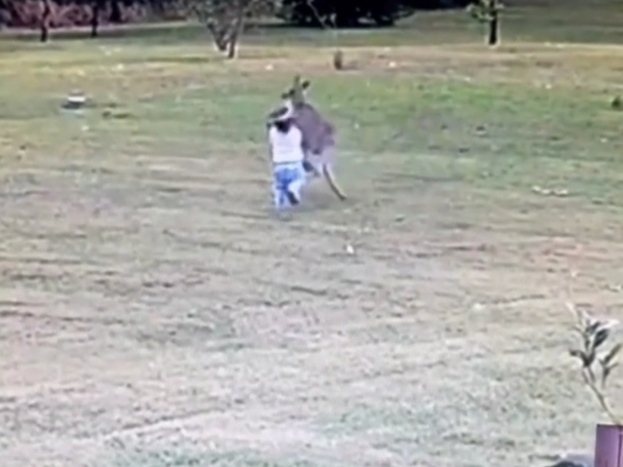 Каngаrоо Attacks 2-Year-Old Girl In Australia