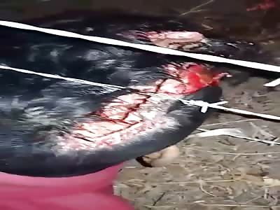 Murdered Man With Head Stuck in Barbed Wire