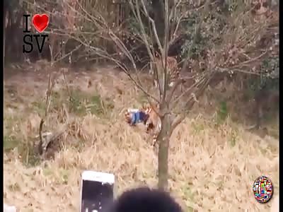 Man Attacked by Tiger Inside Chinese Zoo 