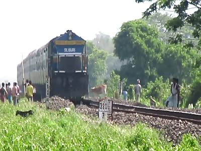 Cow vs Train