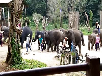 Elephant Attacks Trainer During the Show Action @ :30