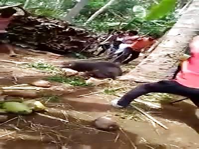 Bear Beaten to Death after it Killed a Woman