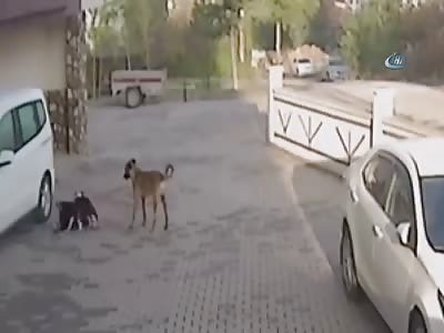Schoolgirl Attacked by Pitbull