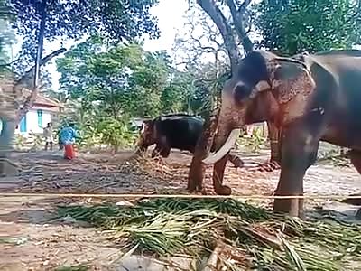 Selfie with an Elephant Gone Wrong