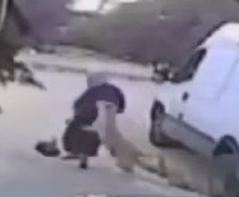 Rabid Dog Attacks Old Woman