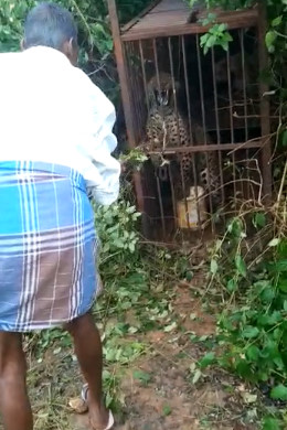 Teasing a Wild Animal. Fail