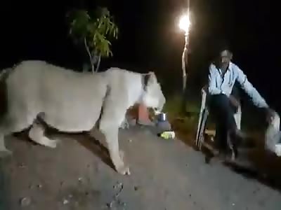 Jailed for Teasing a Lioness