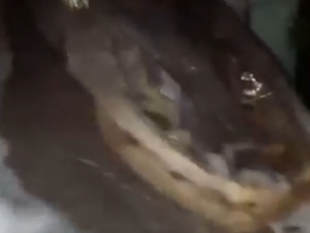 For Brazilian Teenagers, Corpse Is Funny