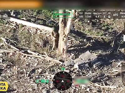 Confused Zigger Dances With Tree