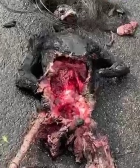 THIS IS NOT A SCENE FROM A HORROR MOVIE, THIS IS WHAT HAPPEN IN HAITI 