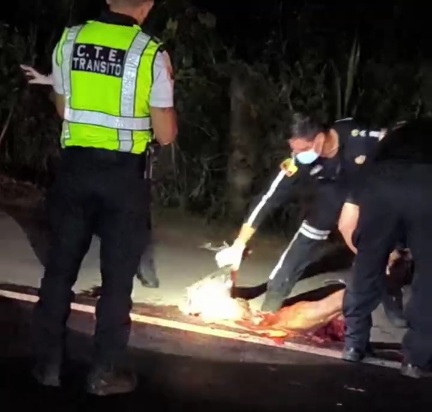 Picking up the shattred body of motorcyclist crashed by truck 